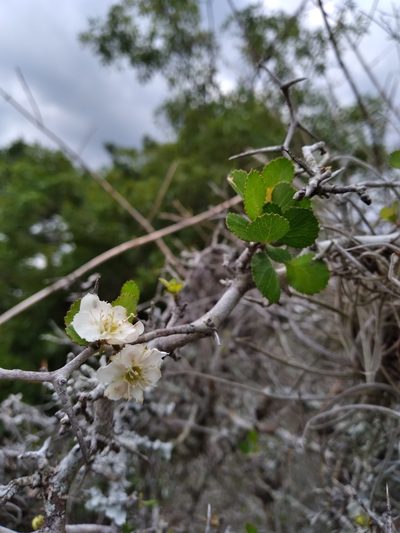 Crataegus × macrocarpa, photographed by Scott Ward