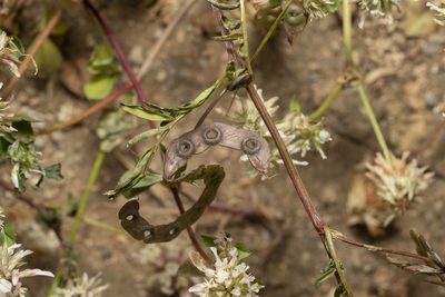 Hippocrepis multisiliquosa, photographed by Eleftherios Katsillis