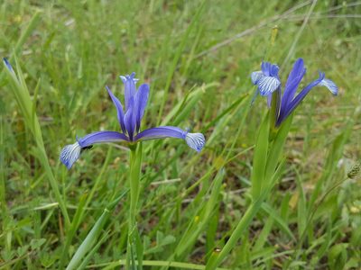Iris sintenisii, photographed by Todd Boland