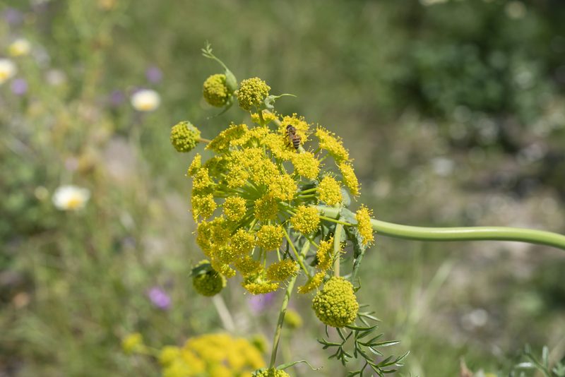 Ferula tingitana, photographed by Eleftherios Katsillis