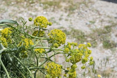 Ferula tingitana, photographed by Eleftherios Katsillis