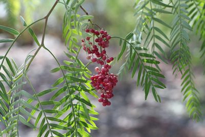 Schinus areira, photographed by Romi Galeota Lencina