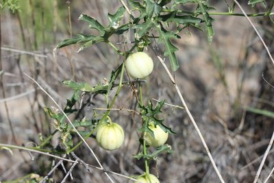 Cucurbitella asperata, photographed by Romi Galeota Lencina