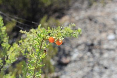 Lycium tenuispinosum, photographed by Romi Galeota Lencina