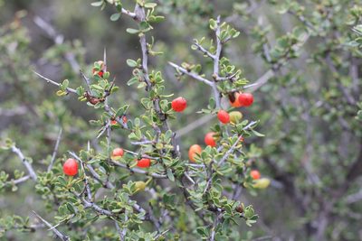 Condalia microphylla, photographed by Romi Galeota Lencina