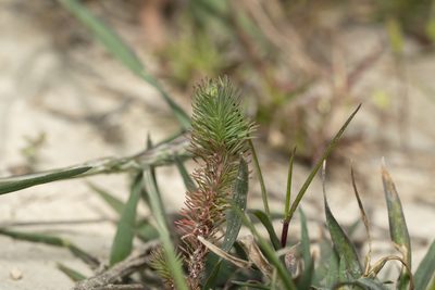 Euphorbia aleppica, photographed by Eleftherios Katsillis