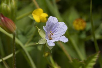 Erodium gruinum, photographed by Eleftherios Katsillis