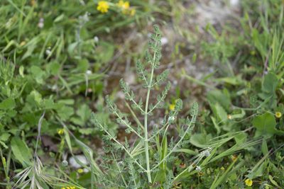 Echinophora sibthorpiana, photographed by Eleftherios Katsillis