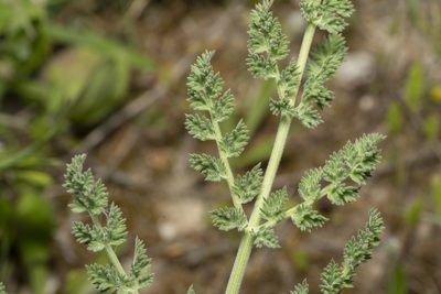 Echinophora sibthorpiana, photographed by Eleftherios Katsillis