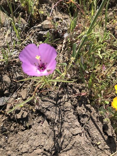 Clarkia arcuata, photographed by Heather