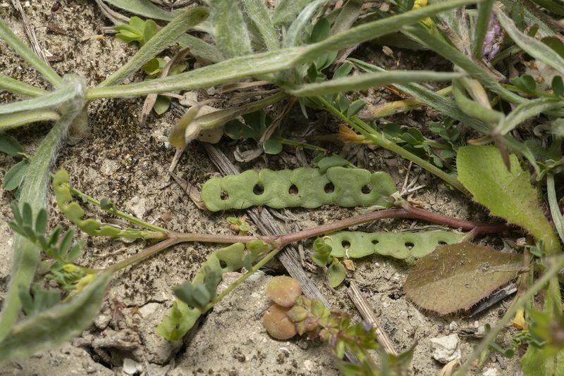 Hippocrepis unisiliquosa, photographed by Eleftherios Katsillis