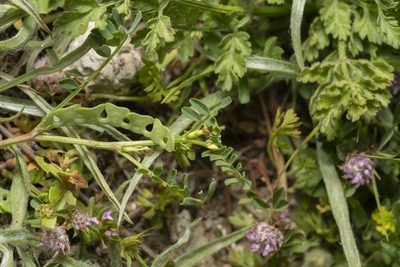 Hippocrepis unisiliquosa, photographed by Eleftherios Katsillis