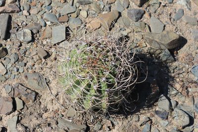 Acanthocalycium leucanthum, photographed by Romi Galeota Lencina