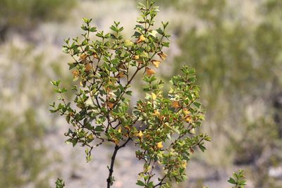 Larrea cuneifolia, photographed by Romi Galeota Lencina