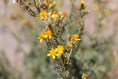 Senecio ragonesei, photographed by Romi Galeota Lencina