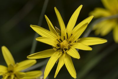 Pseudopodospermum elatum, photographed by Eleftherios Katsillis