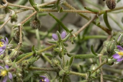 Spergularia bocconei, photographed by Eleftherios Katsillis