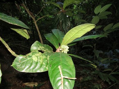 Rudgea macrophylla, photographed by Victor Farjalla Pontes