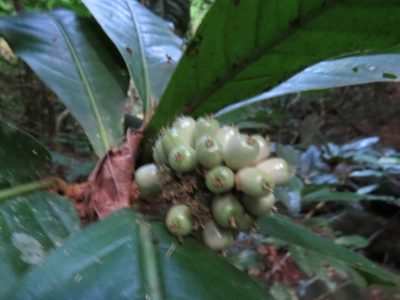 Rudgea macrophylla, photographed by Victor Farjalla Pontes