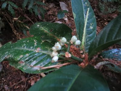 Rudgea macrophylla, photographed by Victor Farjalla Pontes