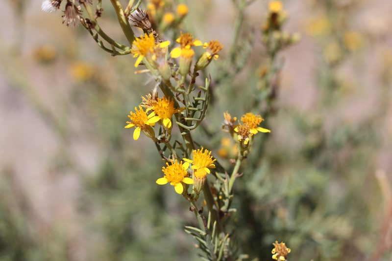 Senecio ragonesei, photographed by Romi Galeota Lencina