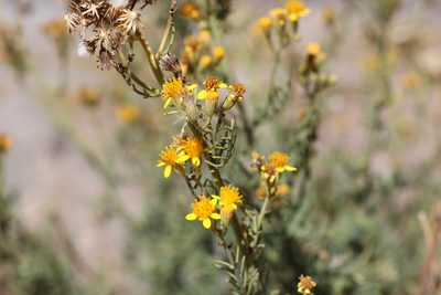 Senecio ragonesei, photographed by Romi Galeota Lencina