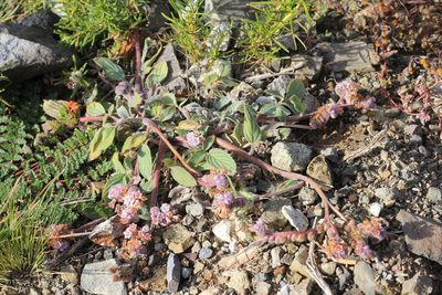 Phacelia secunda, photographed by Romi Galeota Lencina
