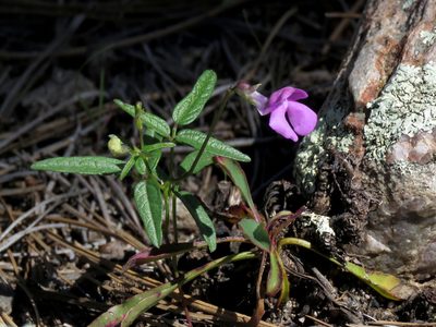 Phaseolus parvulus, photographed by Katja Schulz