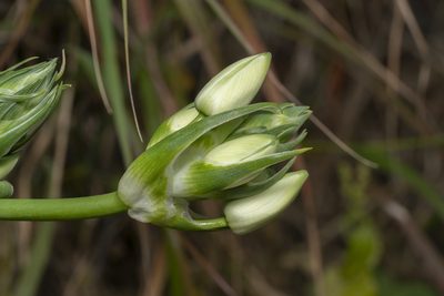 Melomphis arabica, photographed by Eleftherios Katsillis