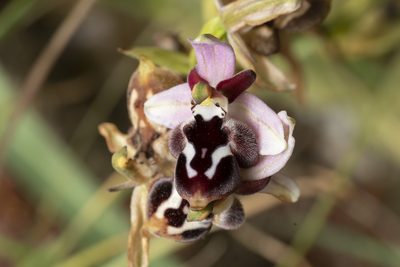 Ophrys reinholdii, photographed by Eleftherios Katsillis
