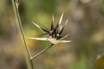 Crupina crupinastrum, photographed by Eleftherios Katsillis
