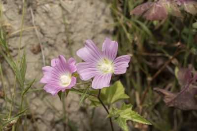 Malva punctata, photographed by Eleftherios Katsillis