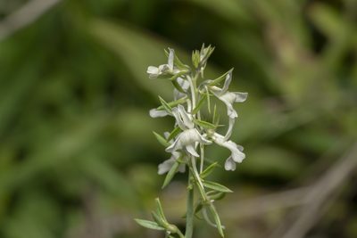 Linaria chalepensis, photographed by Eleftherios Katsillis