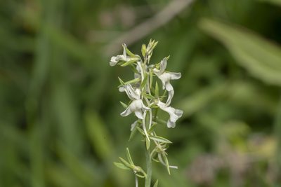 Linaria chalepensis, photographed by Eleftherios Katsillis