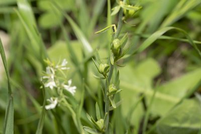 Linaria chalepensis, photographed by Eleftherios Katsillis