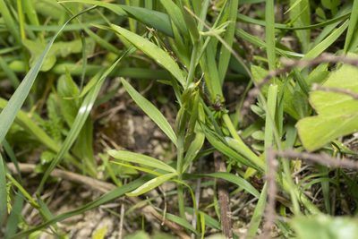 Linaria chalepensis, photographed by Eleftherios Katsillis