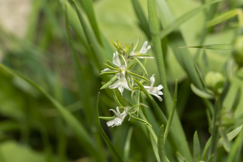 Linaria chalepensis, photographed by Eleftherios Katsillis