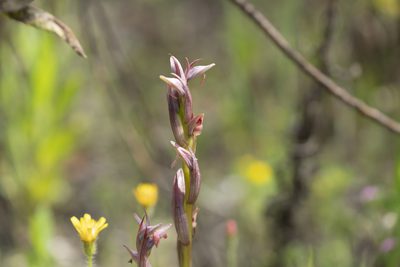 Serapias parviflora, photographed by Eleftherios Katsillis