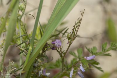 Vicia palaestina, photographed by Eleftherios Katsillis