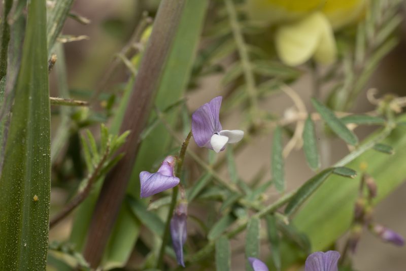 Vicia palaestina, photographed by Eleftherios Katsillis