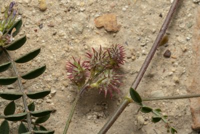 Onobrychis caput-galli, photographed by Eleftherios Katsillis