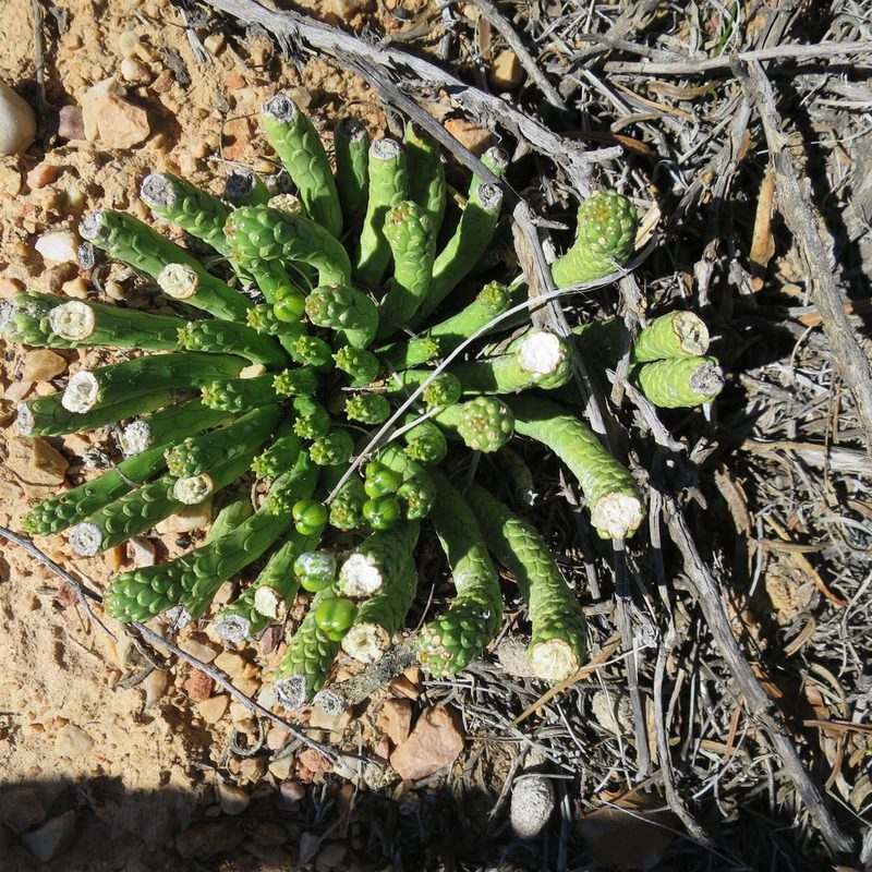 Euphorbia colliculina, photographed by Di Turner