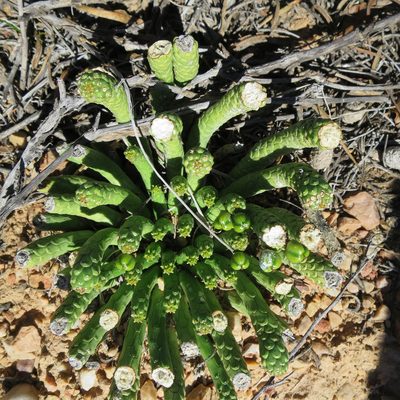Euphorbia colliculina, photographed by Di Turner