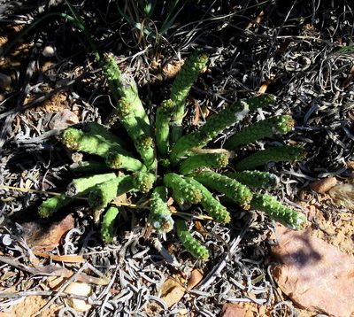 Euphorbia colliculina, photographed by Di Turner