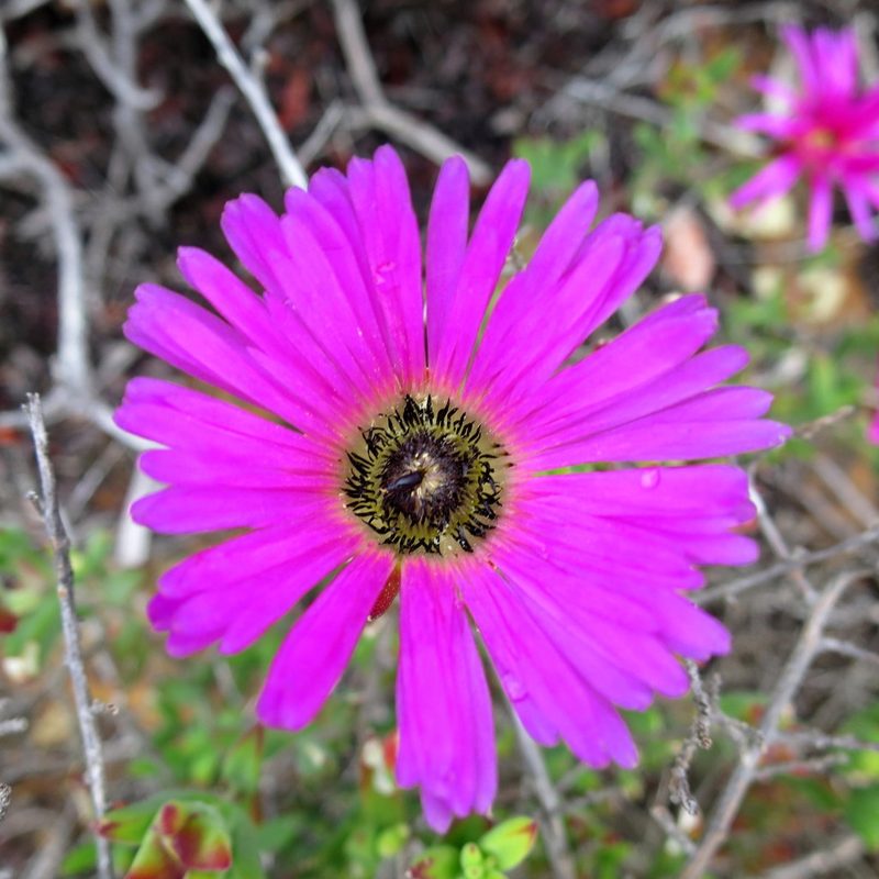 Drosanthemum edwardsiae, photographed by Di Turner