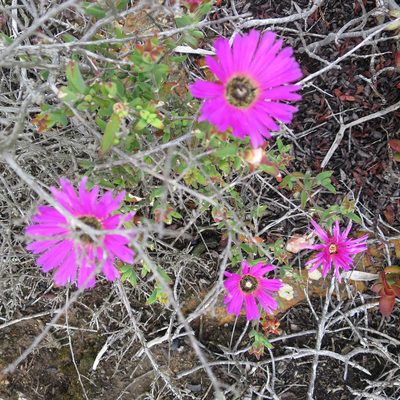 Drosanthemum edwardsiae, photographed by Di Turner