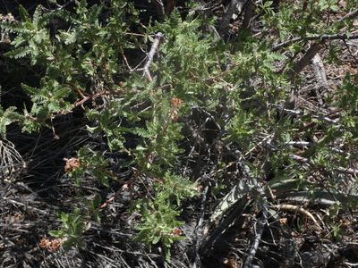 Chamaebatiaria millefolium, photographed by Brian White