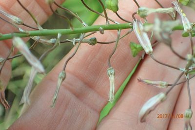 Trachyandra asperata, photographed by Peter Warren