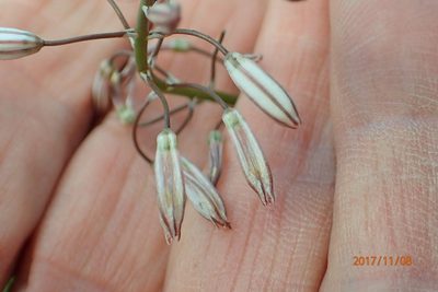 Trachyandra asperata, photographed by Peter Warren