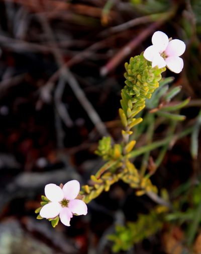 Acmadenia rupicola, photographed by Di Turner